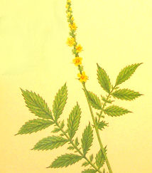 Agrimony from Culpepper's Colour Herbal