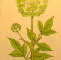 Angelica , illustration from Culpepper's Colour Herbal