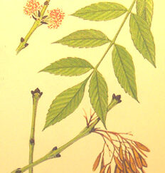 Ash Tree illustration from Culpepper's Colour Herbal