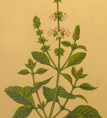 Basil, illustration from Culpepper's Colour Herbal.