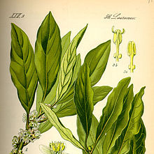 Bay leaves, possibly from Culpepper's Herbal