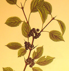 Buckthorn, also known as Cascara Sagrada