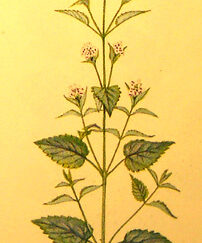 Catmint. Illustration from Culpepper's Colour Herbal