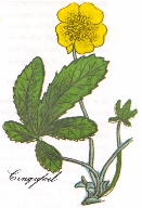 Cinquefoil