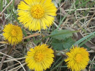 Coltsfoot