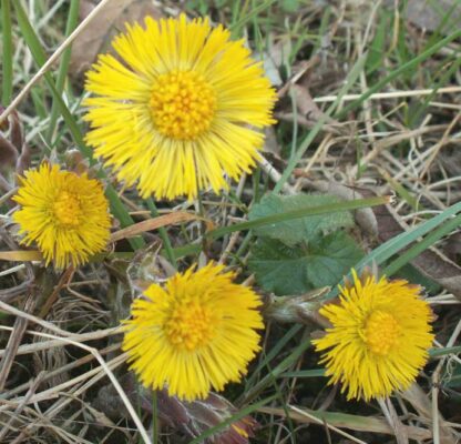 Coltsfoot