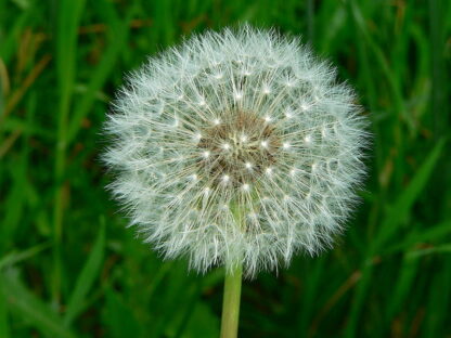 DANDELION ROOT (Lion's Tooth Herb)  50g - Image 3