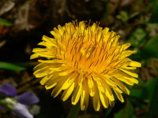 Dandelion flower