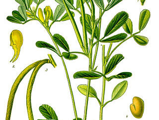 Fenugreek