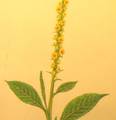 Mullein from Culpepper's Colour Herbal