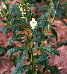 Sesame plant