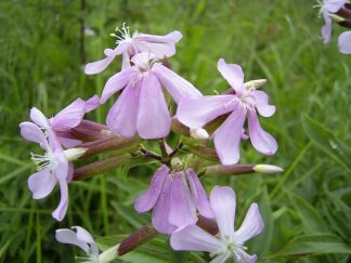 Soapwort