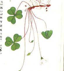 Wood Sorrel