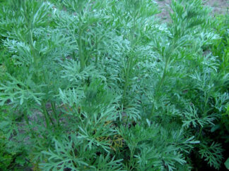 Wormwood