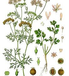 Coriander