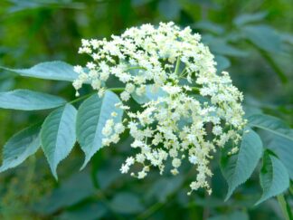 Elder flowers