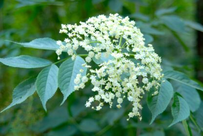 Elder flowers