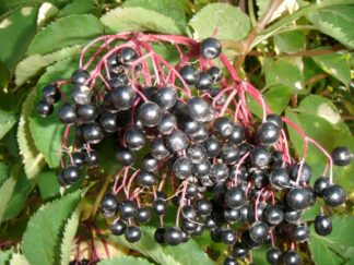 Elderberries