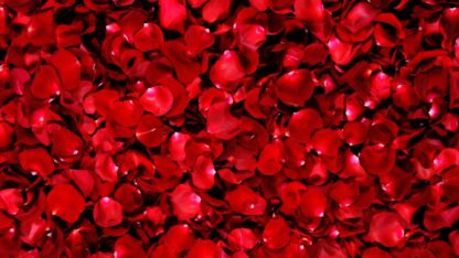 Rose petals