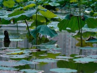 Lotus flowers & water lilies