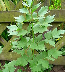 Lovage