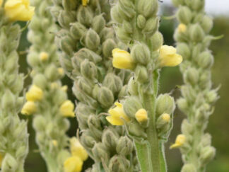 Mullein herb. Also known as Goldenrod.