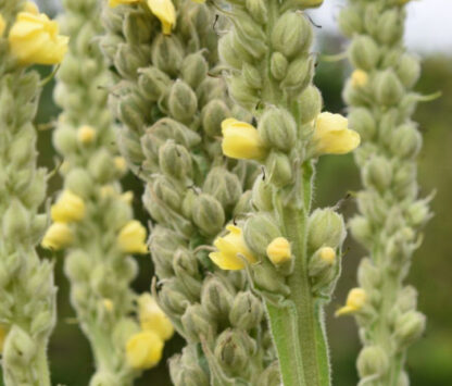 Mullein herb. Also known as Goldenrod.