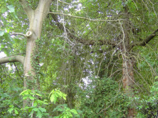 Oak trees in the Magic Garden