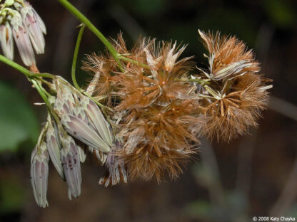 BETH ROOT (Rattlesnake Root, Trillium)  10g