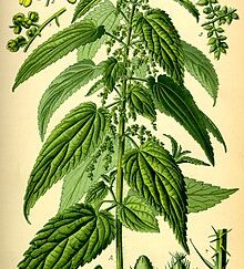 Stinging Nettle