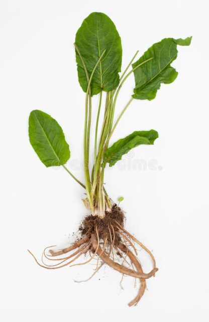 DOCK ROOT (Yellow Dock) 50g