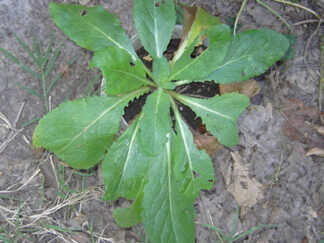 Mullein live plant in pot