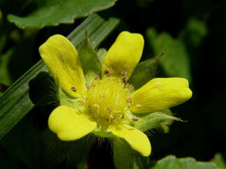 Mock Strawberry flower