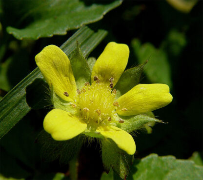 Mock Strawberry flower