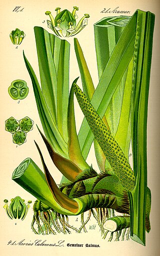 Calamus