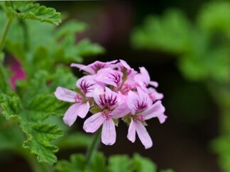 Citronella Geranium