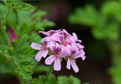 Citronella Geranium