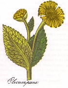 Elecampane drawing from Culpeper