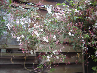 Jasmine at the Magic Cottage