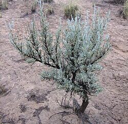 Sagebrushsjc