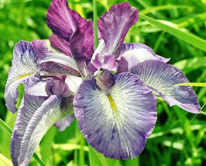 Florentine Iris