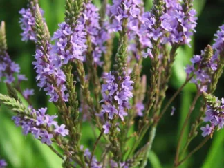 Vervain